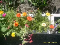 Garten 009.webp