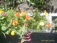 Garten 010.webp