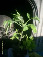 Garten 003.webp