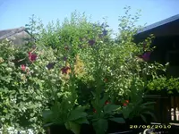 Garten 006.webp