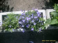 Garten 012.webp