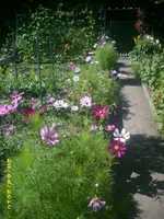 Garten 015.webp