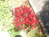 Garten 018.webp