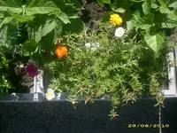 Garten 021.webp