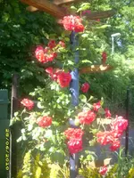 Garten 024.webp