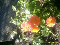 Garten 027.webp