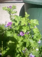 Garten 035.webp