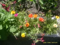 Garten 036.webp