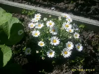 Garten 038.webp