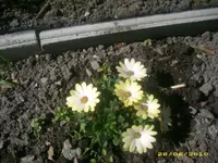 Garten 039.webp