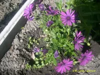 Garten 040.webp