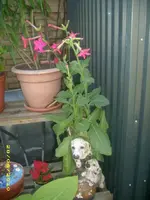 Garten 043.webp