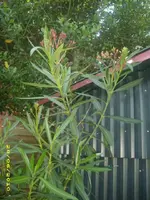 Garten 044.webp