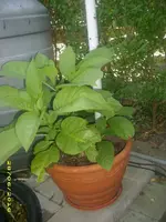 Garten 047.webp
