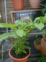 Garten 048.webp