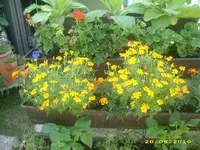 Garten 049.webp