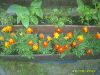 Garten 050.webp
