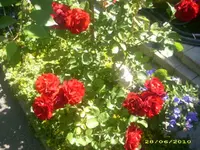 Garten 051.webp