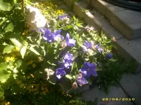Garten 052.webp