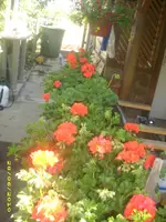 Garten 053.webp