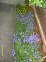 Garten 054.webp