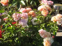 IMG_1670.webp
