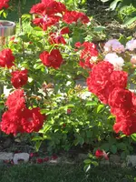 IMG_1669.webp