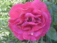 IMG_1663.webp
