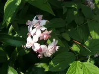 DSCF3611.webp