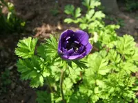 27503.webp