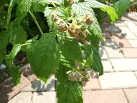 DSCF3618.webp