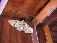 DSC00042.webp