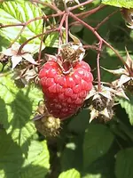 DSC00022.webp