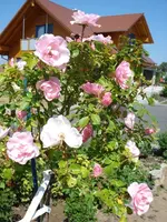 Bonica 82.webp