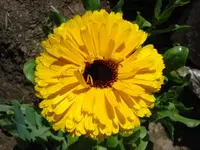 Ringelbl.webp