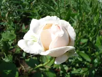 Sebastian Kneipp.webp