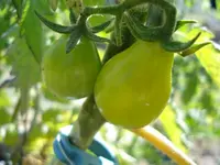 tomato.webp