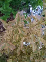 002.webp