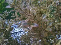 003.webp
