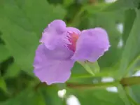 Gauklerblume.webp