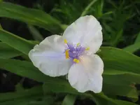 Dreimasterblume weiß.webp