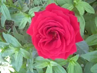 001.webp