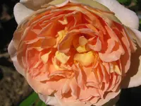 003.webp