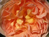 004.webp
