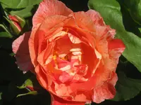034.webp