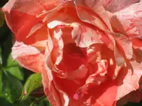 040.webp