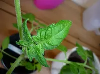 Komische_Harzfeuer3.webp