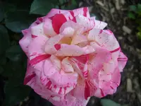 Garten 010.webp