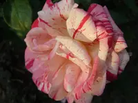 Garten 004.webp