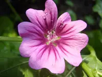 Garten 002.webp